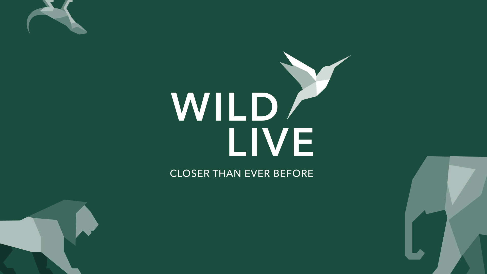 Logo von WildLive, Kolibri steht für Freiheit, Claim: Closer than ever before